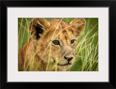 Lion Cub Looking Through Grass, Serengeti National Park, Tanzania