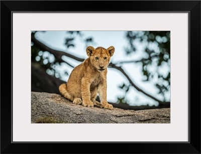 Lion Cub Sits On Rock By Tree, Serengeti, Tanzania