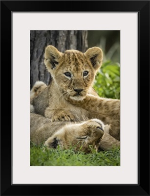 Lion (Panthera Leo) Cubs Lying In Grass By Tree, Serengeti National Park, Tanzania