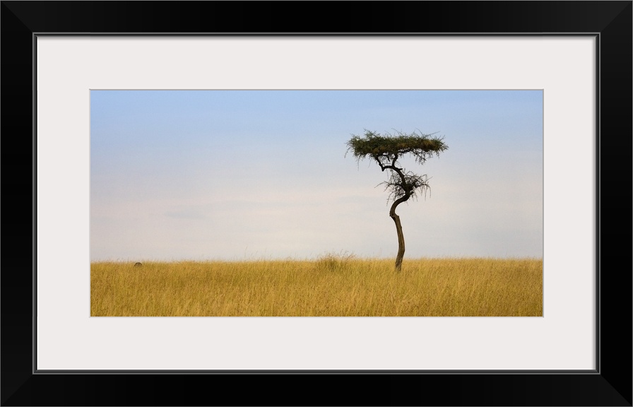 Lone Acacia Tree, Masai Mara, Kenya