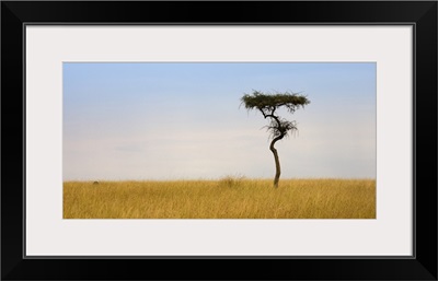 Lone Acacia Tree, Masai Mara, Kenya