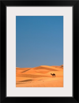 Lone Camel In the Sahara; Merzouga, Morocco