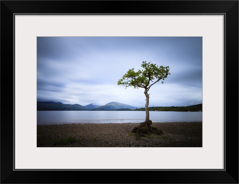 Lone tree at Milarrochy Bay on Loch Lomond.
