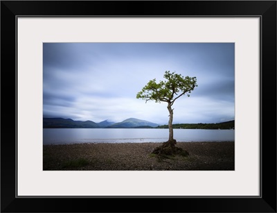 Lone Tree At Milarrochy Bay On Loch Lomond