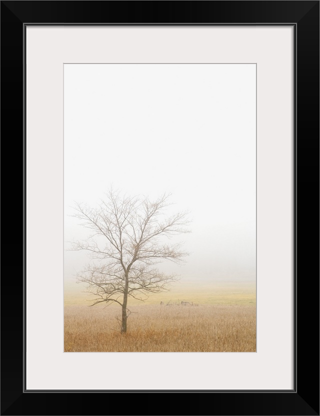 Lone Tree In A Wheat Field