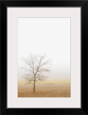 Lone Tree In A Wheat Field