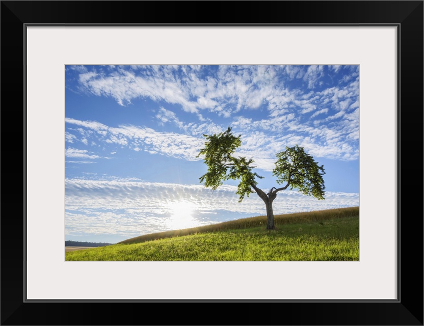 Lone Tree in Meadow with Sun in Summer, Reichartshausen, Miltenberg District, Bavaria, Germany