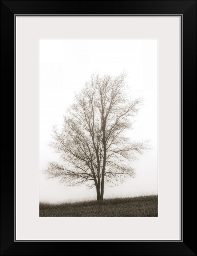 Lone Tree In The Mist