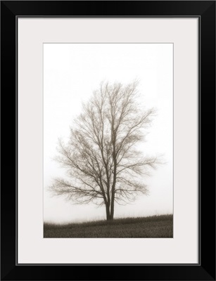 Lone Tree In The Mist