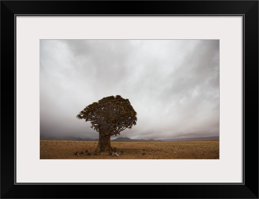 Lonely Quiver Tree In Cloudy Desert, Namibia