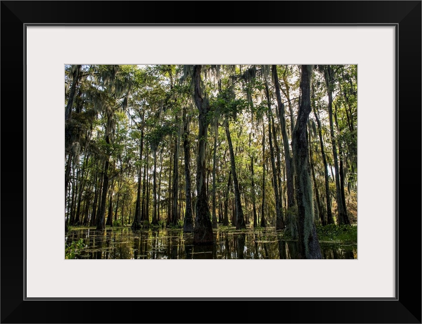 Louisiana, Swamp landscape, Breaux Bridge