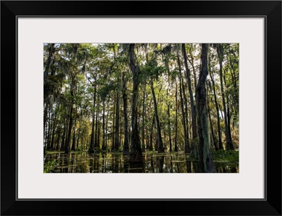 Louisiana, Swamp landscape, Breaux Bridge