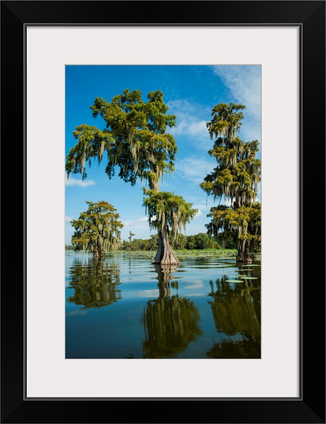 Louisiana, Swamp landscape, Breaux Bridge