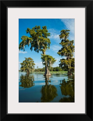 Louisiana, Swamp landscape, Breaux Bridge