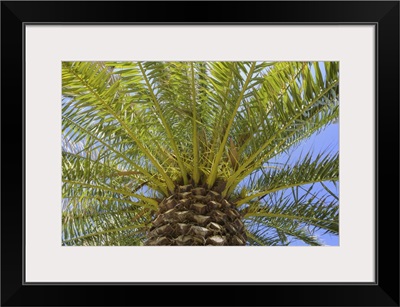Low Angle View Of Palm Tree In Puerto De La Cruz, Tenerife, Canary Islands, Spain