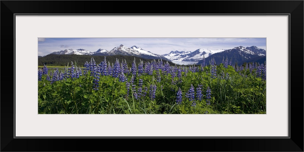 Lupine Blooms In The Wetlands Near Mendenhall Glacier, Southeast Alaska