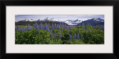 Lupine Blooms In The Wetlands Near Mendenhall Glacier, Southeast Alaska