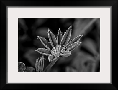 Lupine Leaves With Dew Drops In Black And White, United States Of America