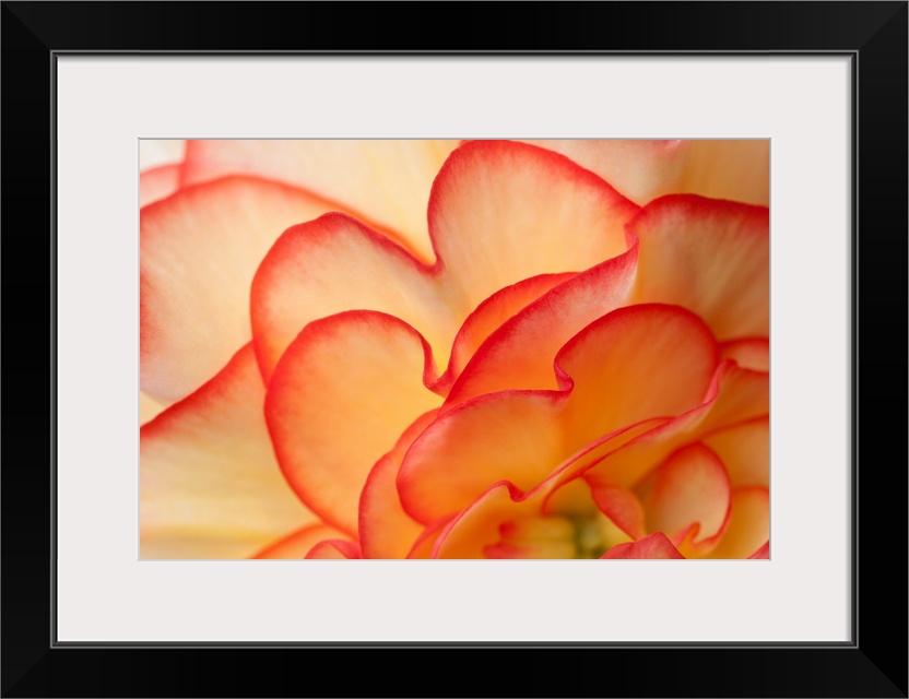 This close up of a flower blossom unfurling in this oversized wall art for the home or office.