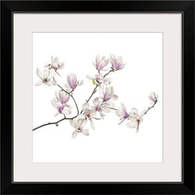 Magnolia Flowers On A White Background