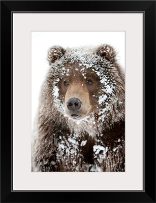 Male Brown bear with a frosty face lying on snow, Alaska Wildlife Conservation Center