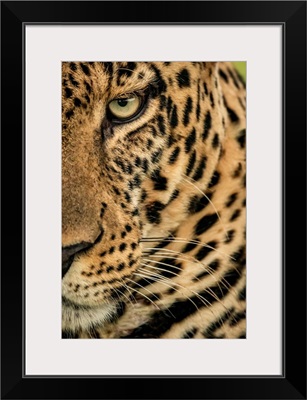 Male Leopard, Whiskers And A Green Eye, Maasai Mara National Reserve, Kenya