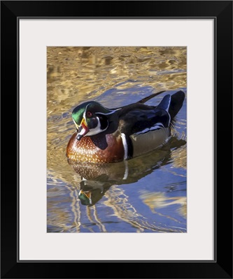 Male Wood Duck (Aix Sponsa) In Water, Colorado, United States Of America