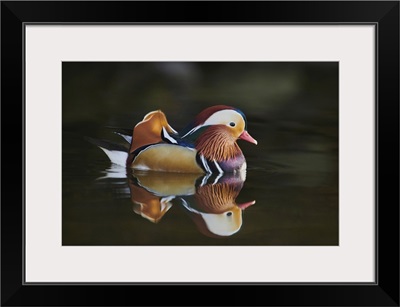Mandarin Duck (Aix Galericulata) Male Swimming On A Lake, Bavaria, Germany