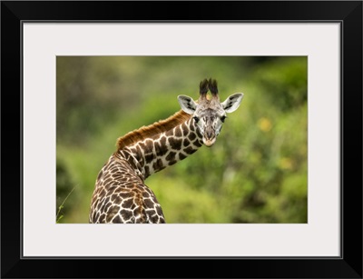 Masai Giraffe Calf Twisting Neck, Klein's Camp, Serengeti National Park, Tanzania