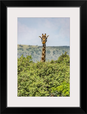 Masai Giraffe Peeks Over Bushes In Savannah, Serengeti National Park, Tanzania