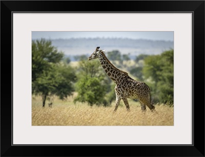 Masai Giraffe Walking Through Grass By Trees, Serengeti National Park, Tanzania