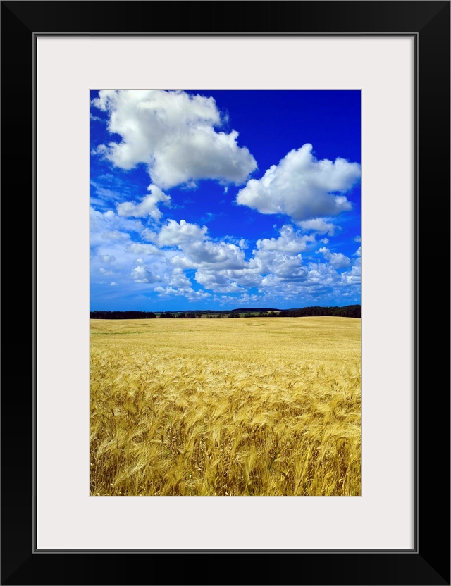 Maturing Barley Crop And Sky With Cumulus Clouds, Manitoba, Canada