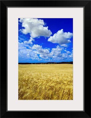 Maturing Barley Crop And Sky With Cumulus Clouds, Manitoba, Canada