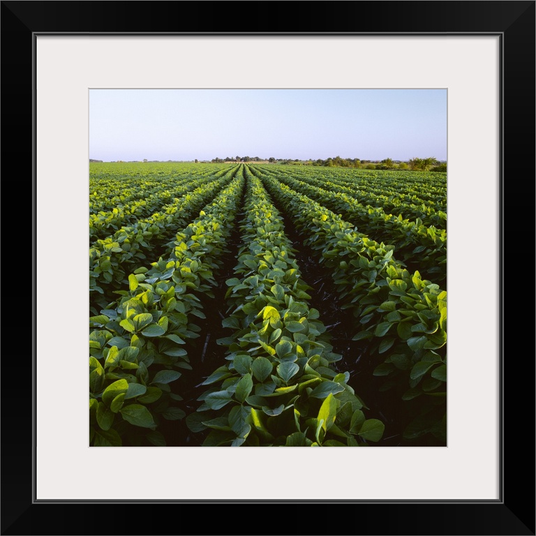 Mid growth minimum tillage soybean field, with farmsteads in the distance