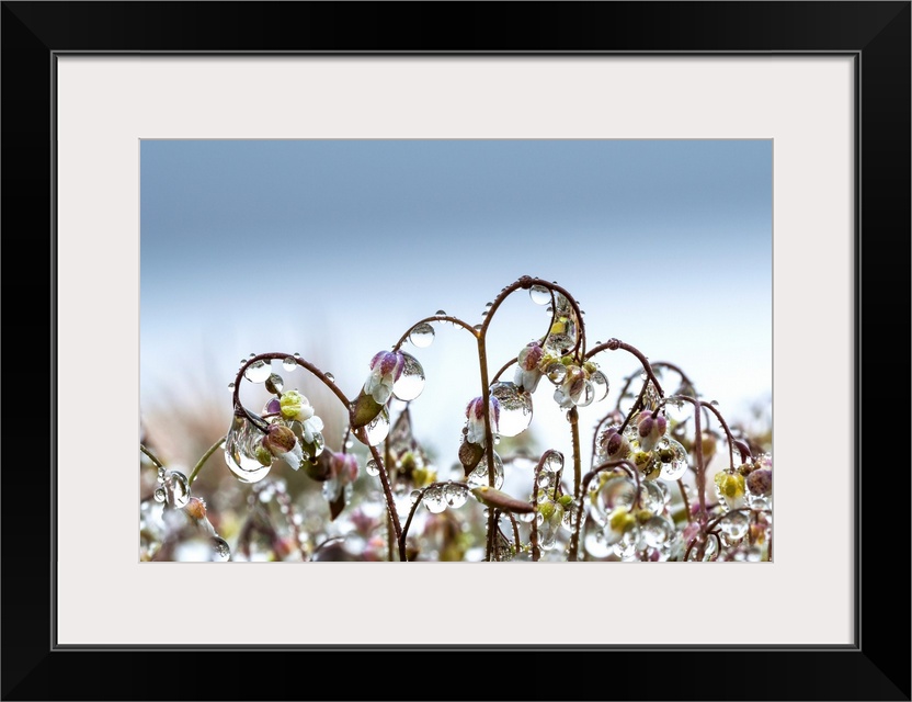 Mist collects on saxifrage blossoms; Elsie, Oregon, United States of America