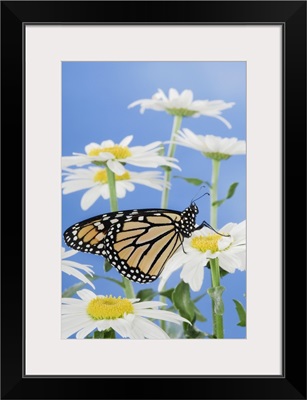 Monarch Butterfly In Daisies