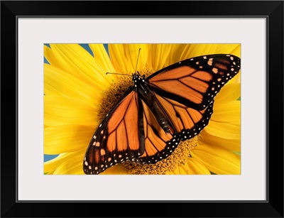 Monarch Butterfly On Sunflower