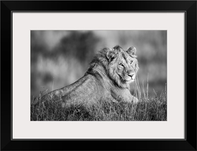 Monotone Male Lion (Panthera Leo) Lies Turning To Camera, Serengeti, Tanzania