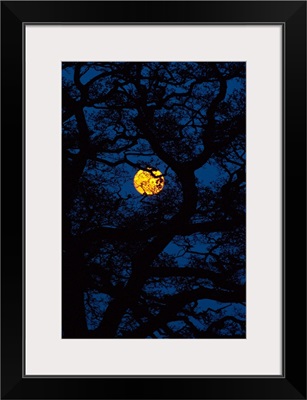 Moon Rising Behind Old Oak Tree, Hampshire, United Kingdom