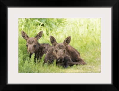 Moose Calves Laying Together While Their Mother Feeds Nearby, Anchorage, Alaska