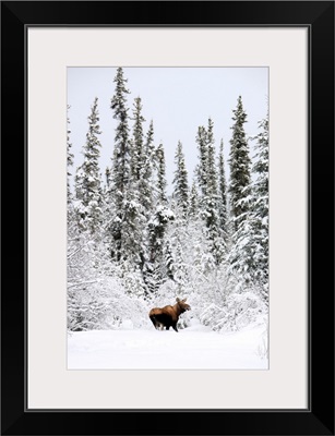 Moose In Deep Snow, Near Teslin, Yukon, Canada
