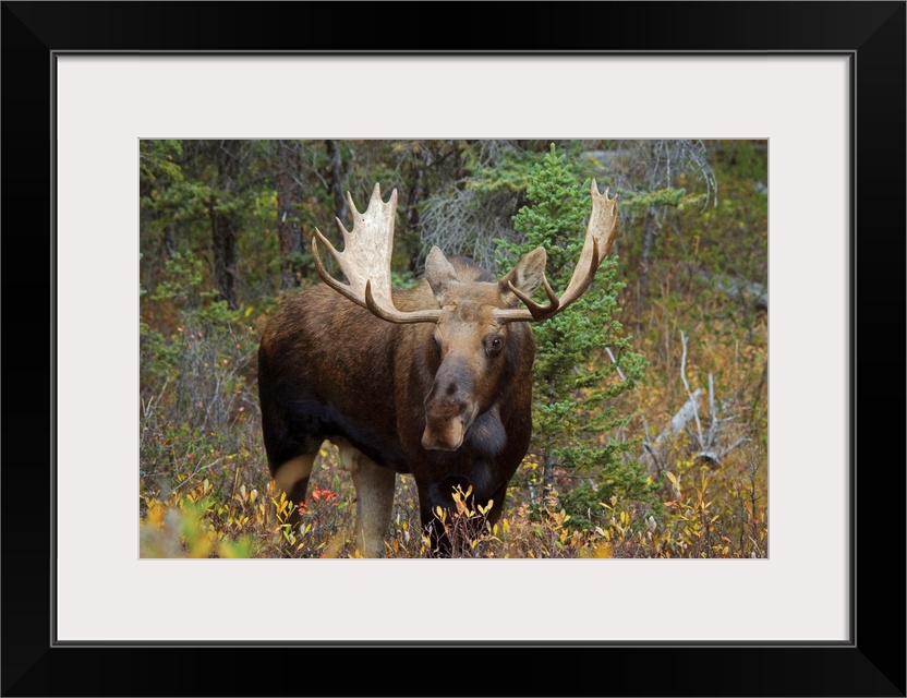 Moose In The Forest; Alberta, Canada