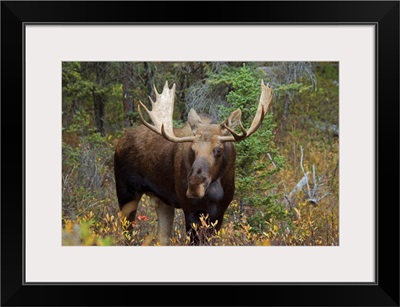 Moose In The Forest; Alberta, Canada