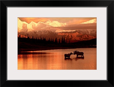 Moose Kissing in Wonder Lake Denali NP Digital Composite