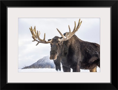 Moose With Antlers Shed Of Velvet, Alaska Wildlife Conservation Center, Portage