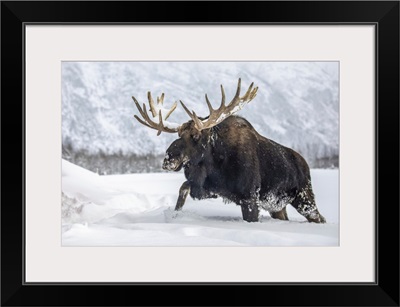 Moose With Antlers Walking In Snow, Alaska Wildlife Conservation Center, Alaska