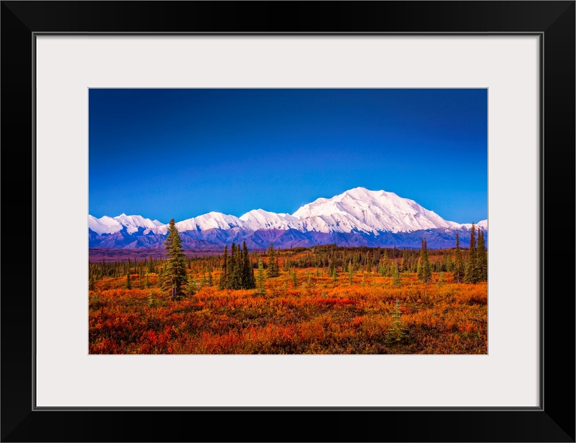 Mount Denali (McKinley) at dawn with fall colors of the tundra in the foreground in autumn, Denali National Park and Prese...