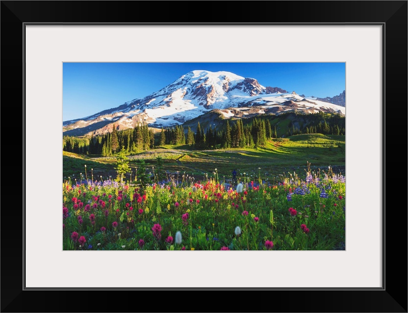 Mount Rainier And Wildflowers In A Meadow, Mount Rainier National Park, Washington