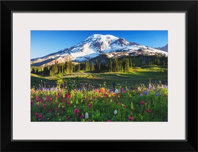 Mount Rainier And Wildflowers In A Meadow, Mount Rainier National Park, Washington