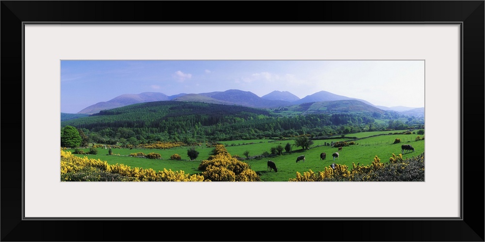 Mourne Mountains, County Down, Ireland, Grazing Animals